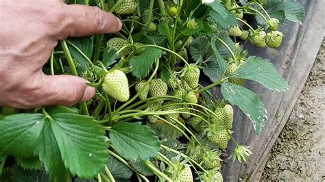 Клубника сорта румба на 15. 04. 2019г - YouTube