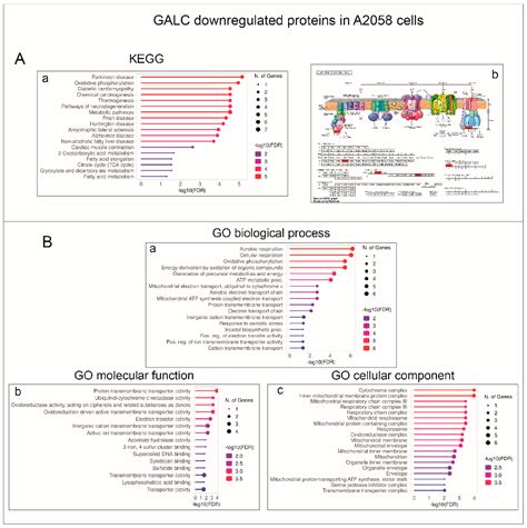 Figure 6 from The Pro Oncogenic Sphingolipid Metabolizing Enzyme β