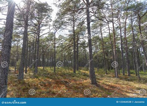 Pine Forest At Sandhamn In Sweden Stock Photo Image Of Trees Tree