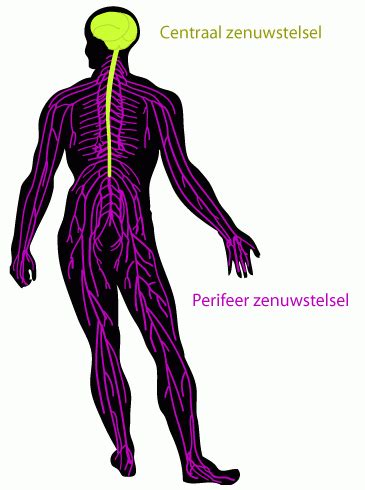 Kl Anatomie Fysiologie Pathologie Wikiwijs Maken