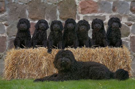 Noblespirit Barbets Barbet Breeder In Ontario Barbet Puppies