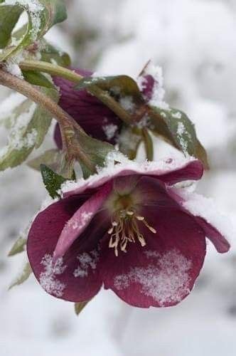 Pin By Maria Carmen Espinosa Lopez On Im Genes Winter Flowers