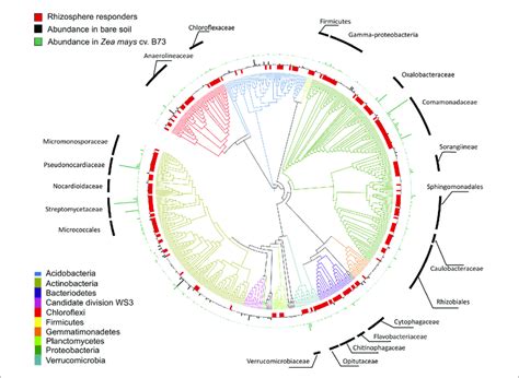 Phylogeny Of 500 Most Abundant Bacterial Taxa In Common Garden