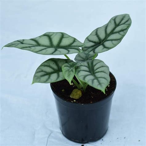 Alocasia Silver Dragon – MyPlanto