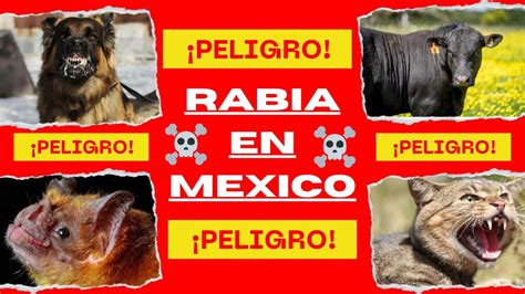 Rabia En Mexico 2023 Brote De Rabia En MÉxico 2023 Youtube