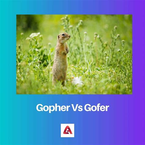 Gopher Vs Gofer Sự Khác Biệt Và So Sánh