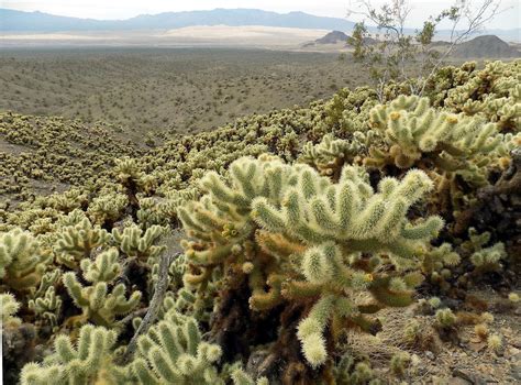 The Cacti of California: a Southern California Botanists workshop (2024 ...