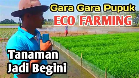 Kesaksian Pemakaian Pupuk Eco Farming Pada Tanaman Padi YouTube