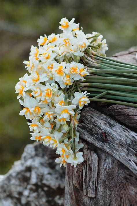 Photo of a Bouquet of Daffodils · Free Stock Photo