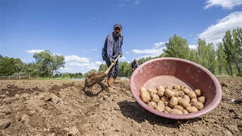 Ift Inin Patates Isyan Tarlada Markette Lira Son Dakika