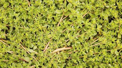 Common Purslane Problems And Pests