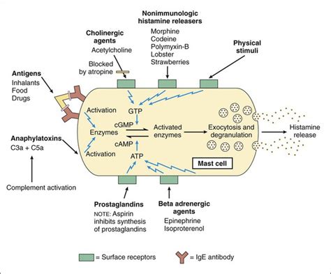 Autacoid Drugs | Basicmedical Key