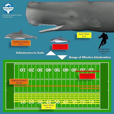 It's Whale Fact Wednesday!Echolocation is the ability to use sound to ...