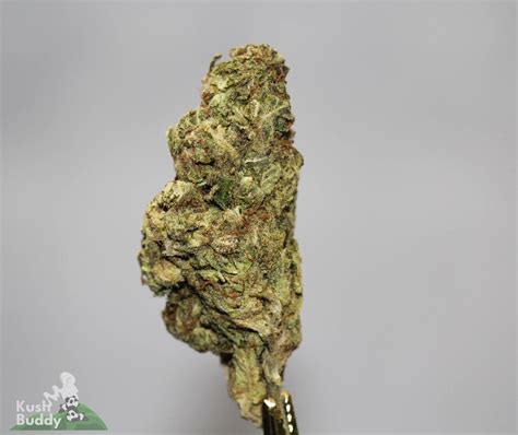 Runtz OG Strain Buy Bulk Weed Online