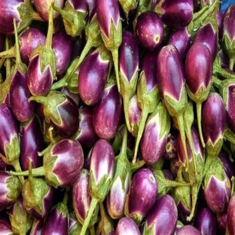 Potassium 229Mg Fine Healthy Natural Rich Taste Purple Fresh Brinjal At