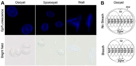 The Toxoplasma Gondii Oocyst And Sporocyst Walls Are Autofluorescent Download Scientific