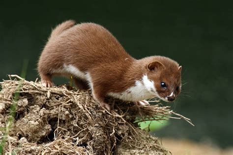 Weasel Symbolism - Spirit Animal Totems