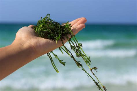 Super concime naturale scopri le proprietà delle alghe e le piante a