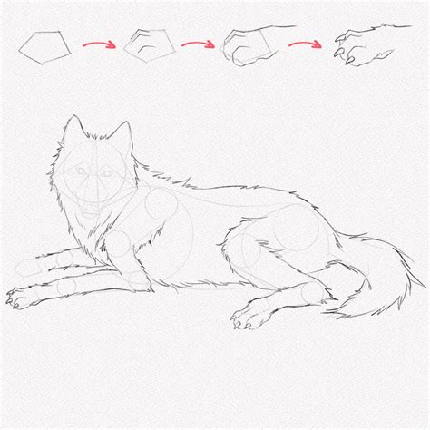 How To Draw A Wolf For Beginners Step By Step