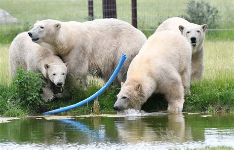 Yorkshire Wildlife Park unveils four new polar bears