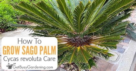 Sago Palm Care Guide How To Grow Cycas Revoluta