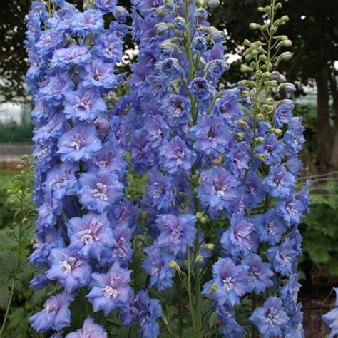 Blue Lace Bee Delphinium Plant Addicts