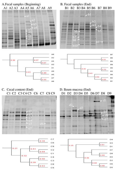 Polymerase Chain Reaction Denaturing Gradient Gel Electrophoresis Download Scientific Diagram