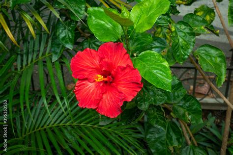 Chinese Hibiscus known as China Rose, Hawaiian Hibiscus, Rose Mallow ...