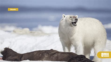 Descubren una población de osos polares que no dependen El Mexicano