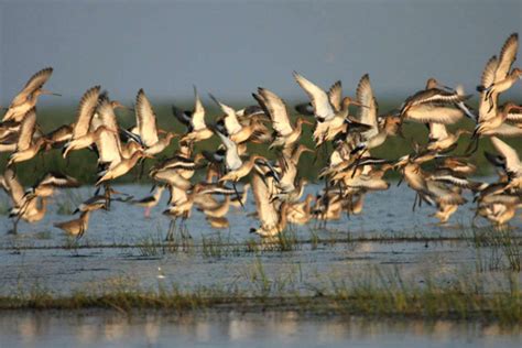 Chilika Wildlife Sanctuary in Orissa | Times of India Travel