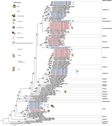 Maximum Likelihood Ml Phylogram Based On The Sequences From Rna