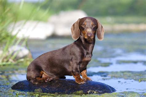 Mini Dachshund: Breed Info, Pictures, Traits & Care Guide