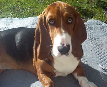 Basset Hound Breeders – The Perfect Place To Get Show Quality Basset ...