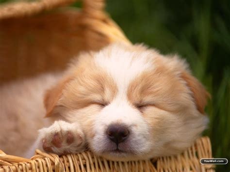 Cute Dog Wallpapers - Top Free Cute Dog Backgrounds - WallpaperAccess