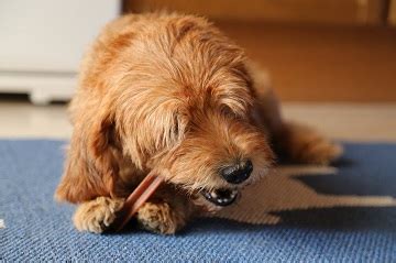 Tartar Removal For Dogs-Prevent Tartar Buildup On Your Dog’s Teeth ...