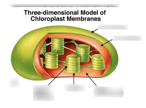 Chloroplast Structure Diagram | Quizlet