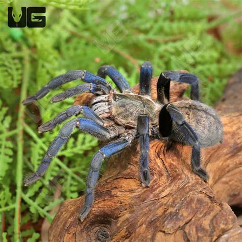 Cobalt Blue Tarantulas For Sale - Underground Reptiles