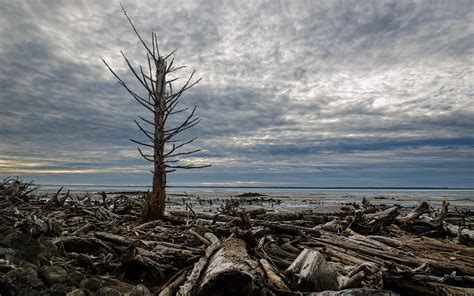 Tree Wood Shore Beaches Lakes Rivers Landscapes Sky Clouds