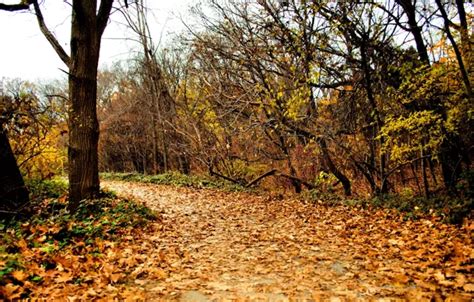 Wallpaper Autumn Foliage Track Nature Autumn Leaves Path Fall