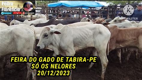 Pre O Do Gado Nelore Na Feira De Tabira Pe Dia Youtube