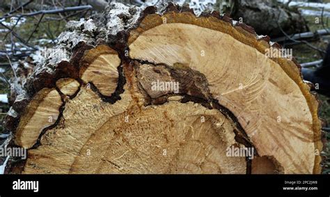 Textura De Un Corte De Sierra De Un Rbol Viejo Con Un N Cleo Suelto Y