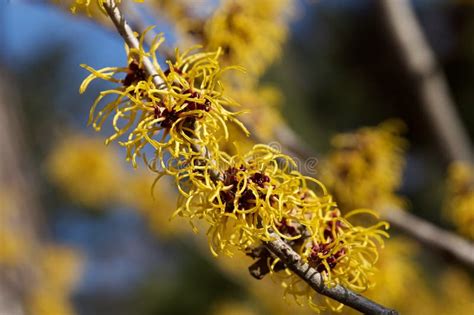 Witch Hazel That Yellow Beautiful Flowers Bloom Early Spring Stock