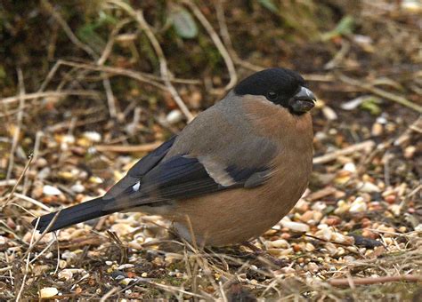 Alan James Photography Stithians Bullfinch