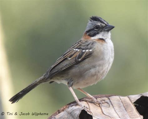 Rufous Collared Sparrow Zonotrichia Capensis Copyright T J Wijpkema