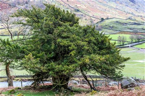 Borrowdale Andrews Walks