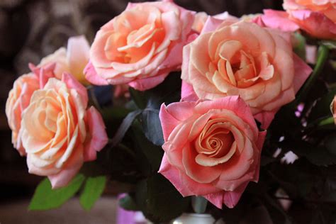 Роза София Фото – Telegraph