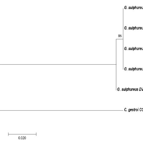 Maximum Likelihood Tree Inferred From The Partial Coii Gene Sequences