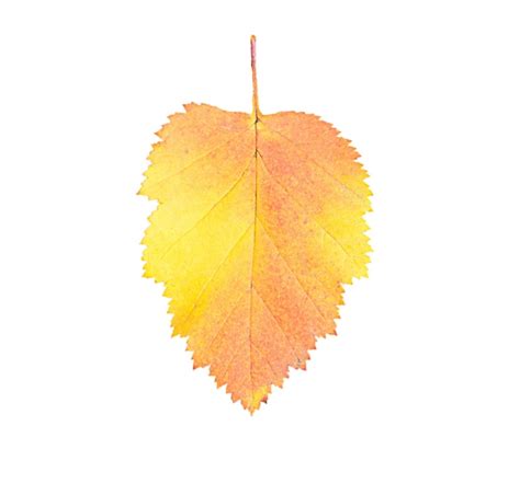 Premium Photo | Autumn yellow birch leaf isolated on a white background