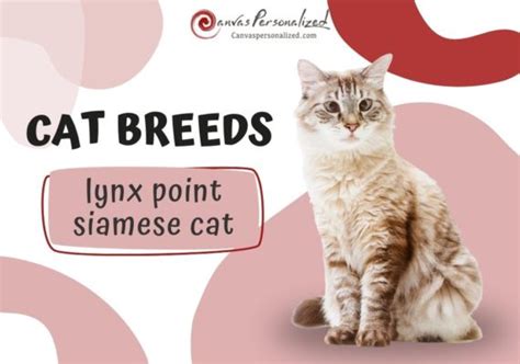 Lynx Point Siamese: Cat Profile, Personality & How To Care