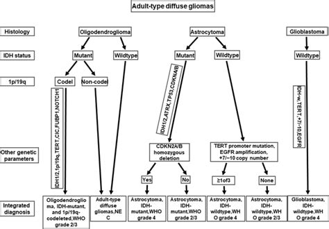 Classification And Genetic Parameters Of Adult Type Diffuse Gliomas